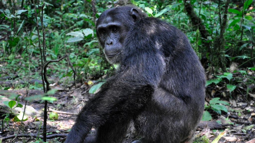 A massive chimpanzee community collapsed in civil war, and the details are horrific