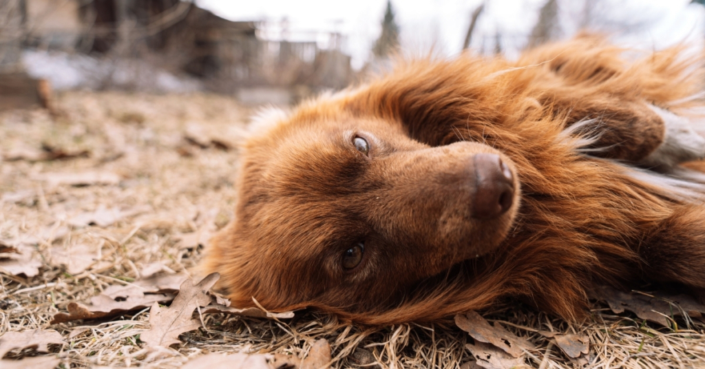 Brazil passed a new law inspired by a dog’s 10-year grave guard. Here’s what it does.