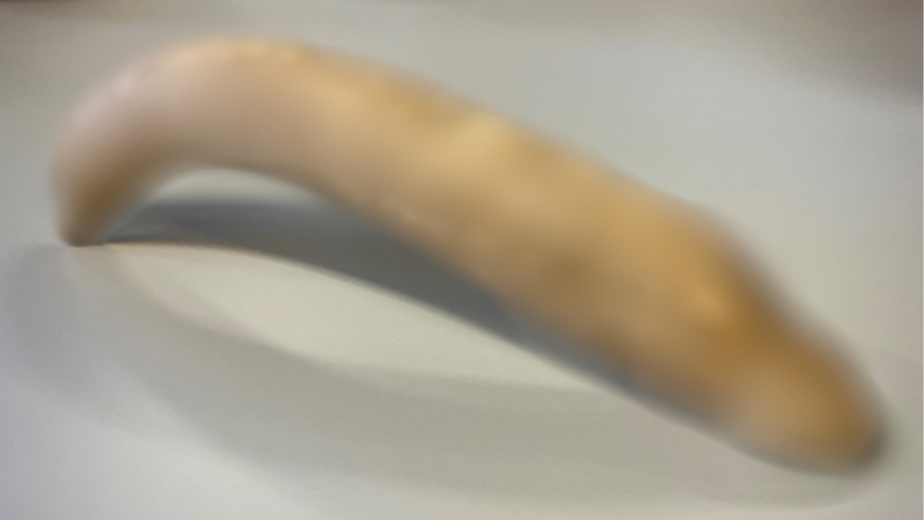 Museum finds 8-inch ancient Roman bone penis in unopened box