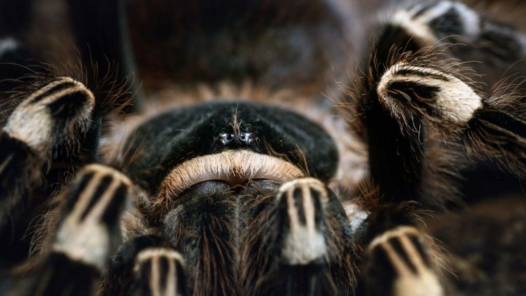 New species of Tarantula discovered with wildly large genitalia