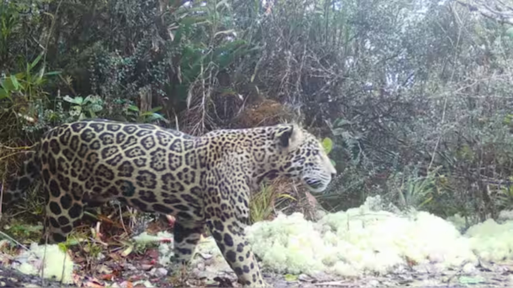 This almost mythical Jaguar was just spotted in the wild after disappearing for a decade