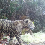 This almost mythical Jaguar was just spotted in the wild after disappearing for a decade