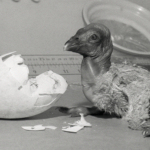 A discovery in northern California could change the fate of condors