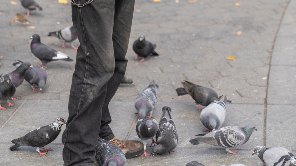 Something strange is happening to the animals that live in human cities