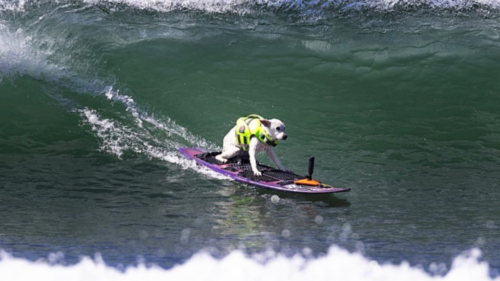 Remembering Sugar the Surfing Dog, world champion dog surfer