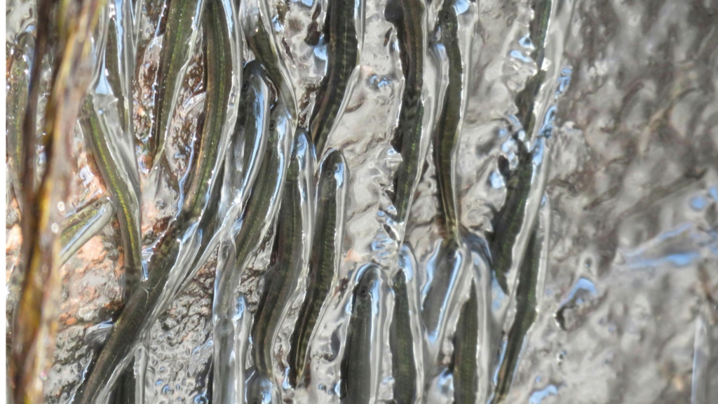 These little fish climb a 50 foot waterfall every year. Scientists still don’t know why.
