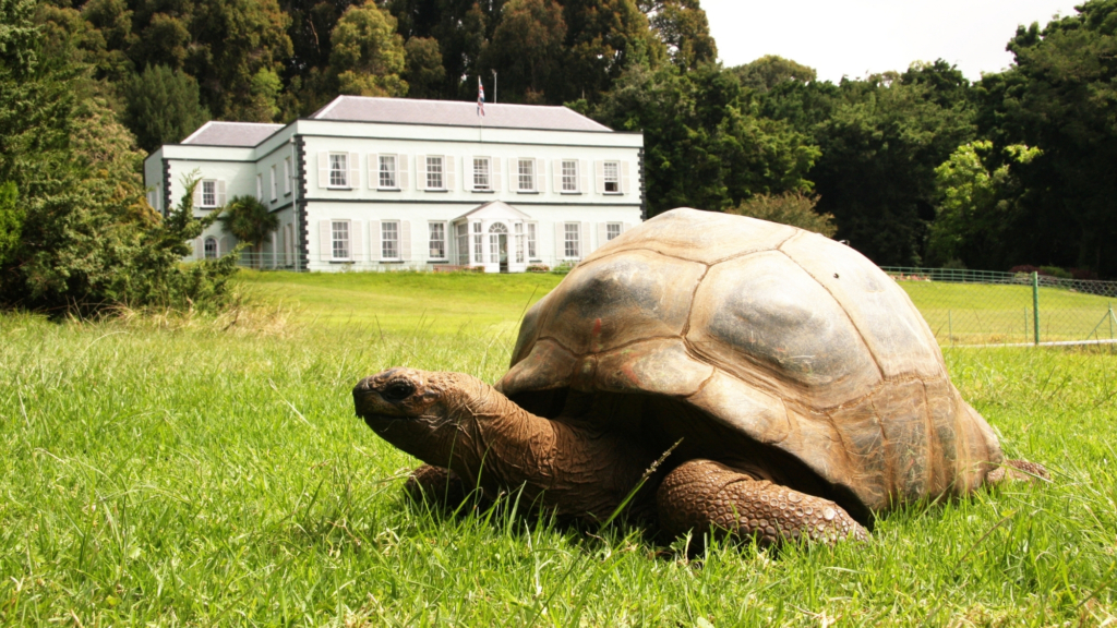 Why fraudsters faked the death of Jonathan, the world’s oldest tortoise