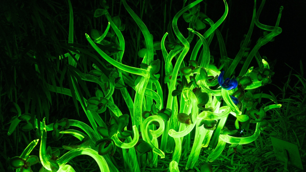 Why scientists gave these plants Firefly DNA and what it could mean for the future