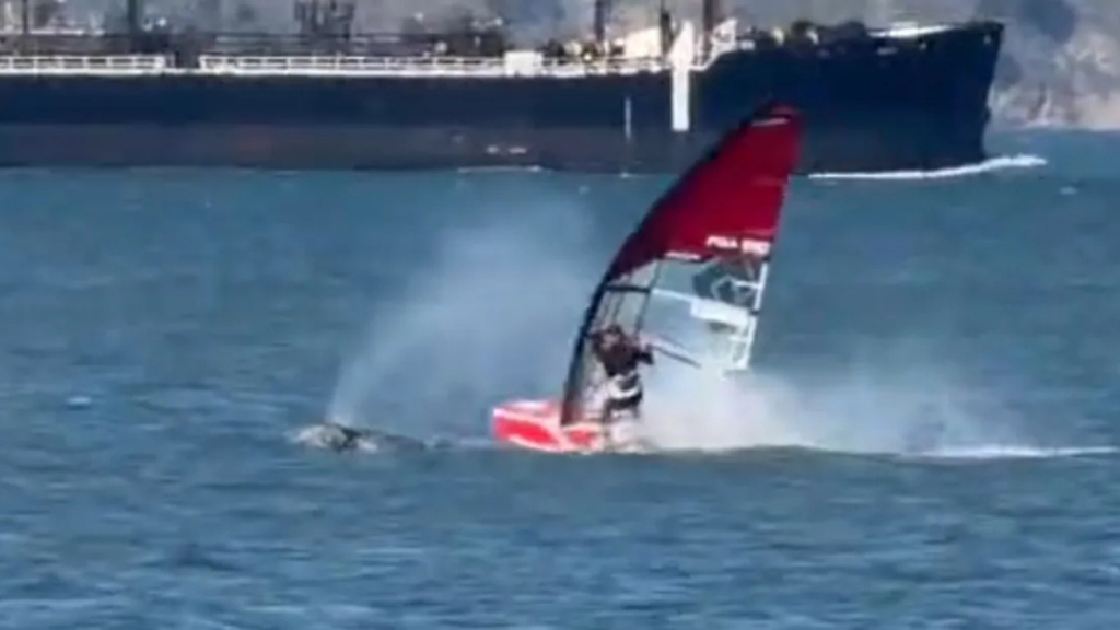 Windsurfer gets destroyed by whale in San Francisco Bay in Crazy Video