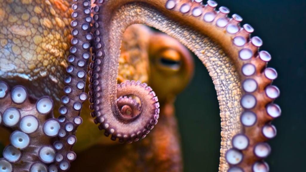 Scientists have just discovered that the world’s oldest octopus is something else entirely