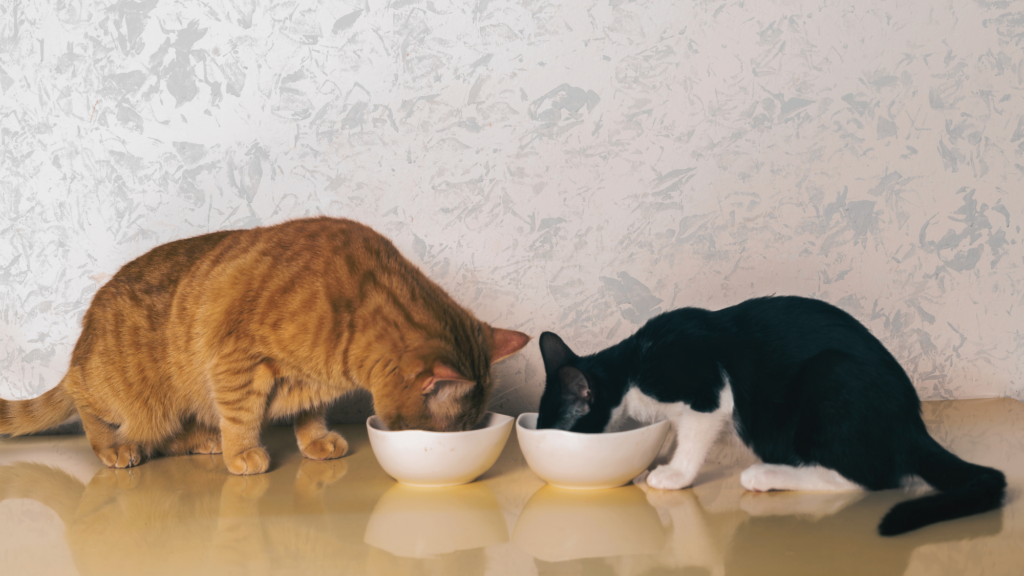 Your cat is not weird, there is a scientific reason why they never finish their food
