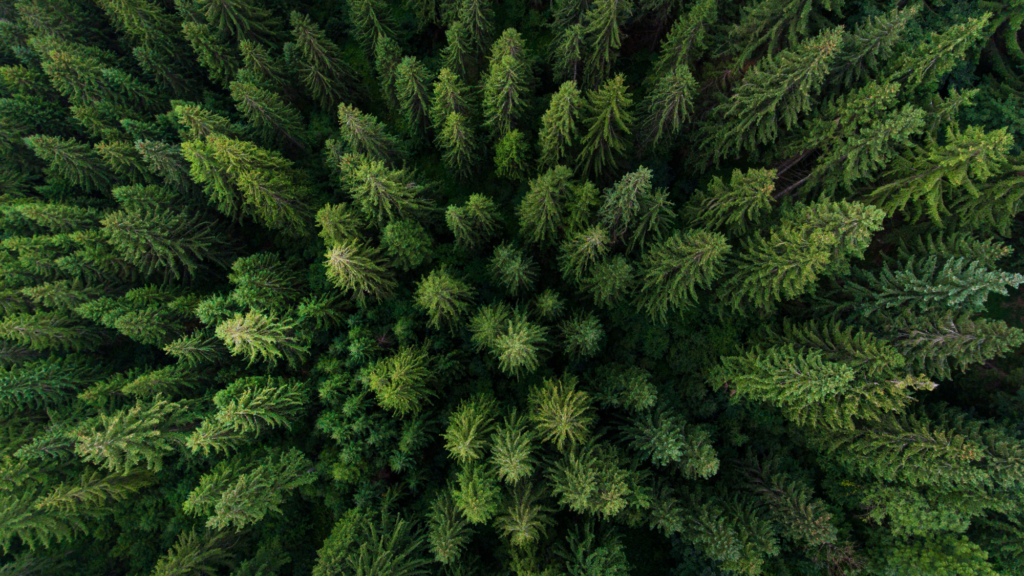 The invasive species that devour North American and European forests