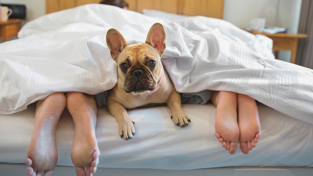 What Your Pet Parenting Style Says About You (The One Is Ruining Your Bond)