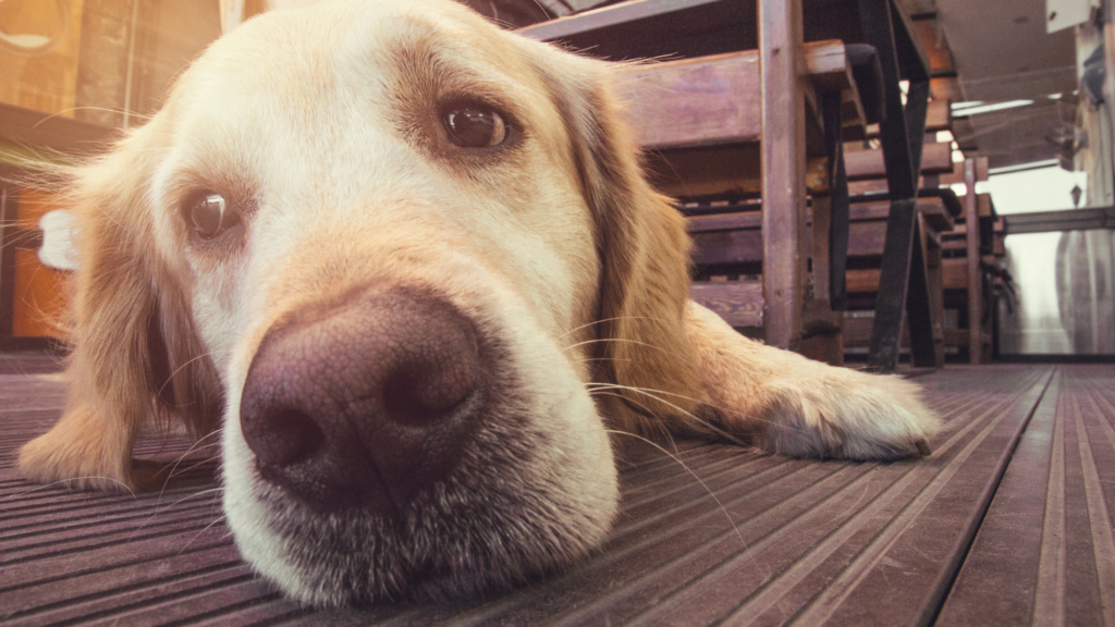 You are probably missing signs that your dog is in pain. Here’s what to look for.